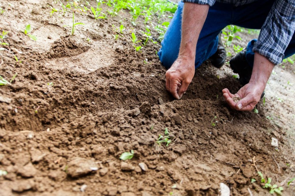 Tips voor beginners om te leren moestuinieren